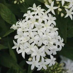 White Egyptian Star Flower Live Plant Pentas Lanceolata | 2 Pack, 5-9" Tall - Image 1