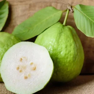 White Guava Live Plant - 8-12in Tall - Half Gallon Pot - Tropical Fruit Tree - Image 1