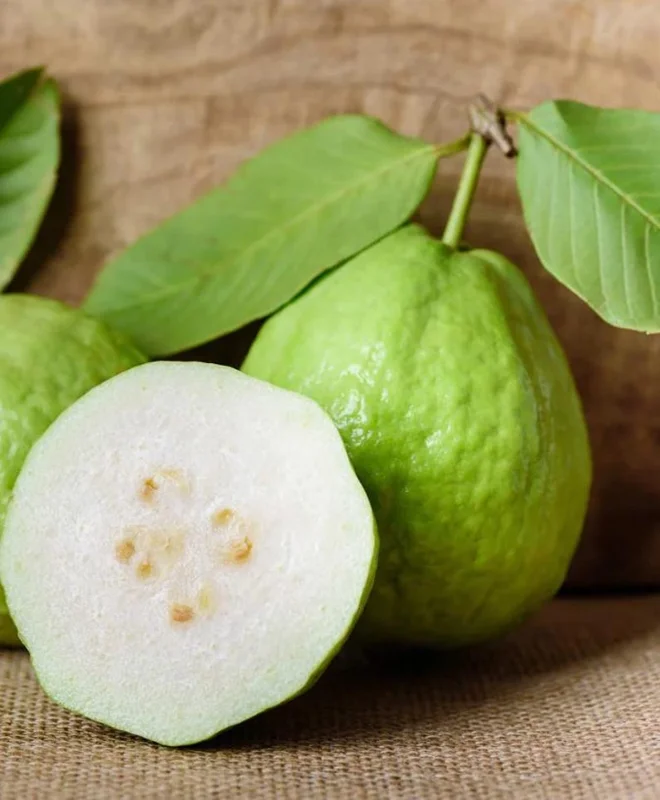 White Guava Live Plant - 8-12in Tall - Half Gallon Pot - Tropical Fruit Tree - Image 1