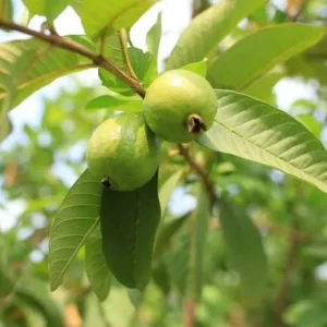 White Guava Live Plant - 8-12in Tall - Half Gallon Pot - Tropical Fruit Tree - Image 2