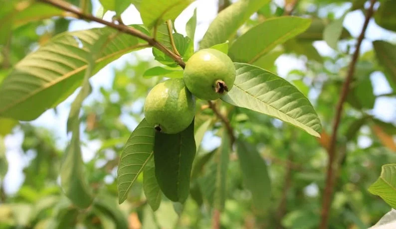 White Guava Live Plant - 8-12in Tall - Half Gallon Pot - Tropical Fruit Tree - Image 2