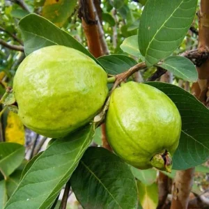 White Guava Live Plant – Psidium guajava – Fruit Tree – 6-8 inch – 4 inch Pot - Image 2