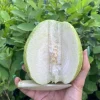 White Guava Live Plant – Psidium guajava – Fruit Tree – 6-8 inch – 4 inch Pot - Image 1
