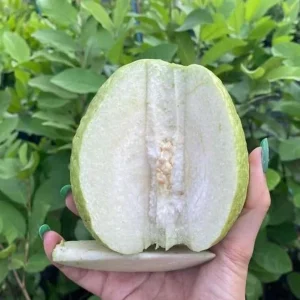 White Guava Live Plant – Psidium guajava – Fruit Tree – 6-8 inch – 4 inch Pot - Image 1