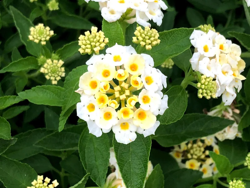 White Lantana Live Plant 2-Pack, 'Silver Mound' Trailing Blooms, 5-9 inches, Outdoor - Image 2