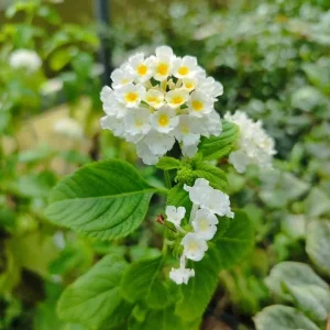 White Lantana Live Plant 2-Pack, 'Silver Mound' Trailing Blooms, 5-9 inches, Outdoor - Image 4
