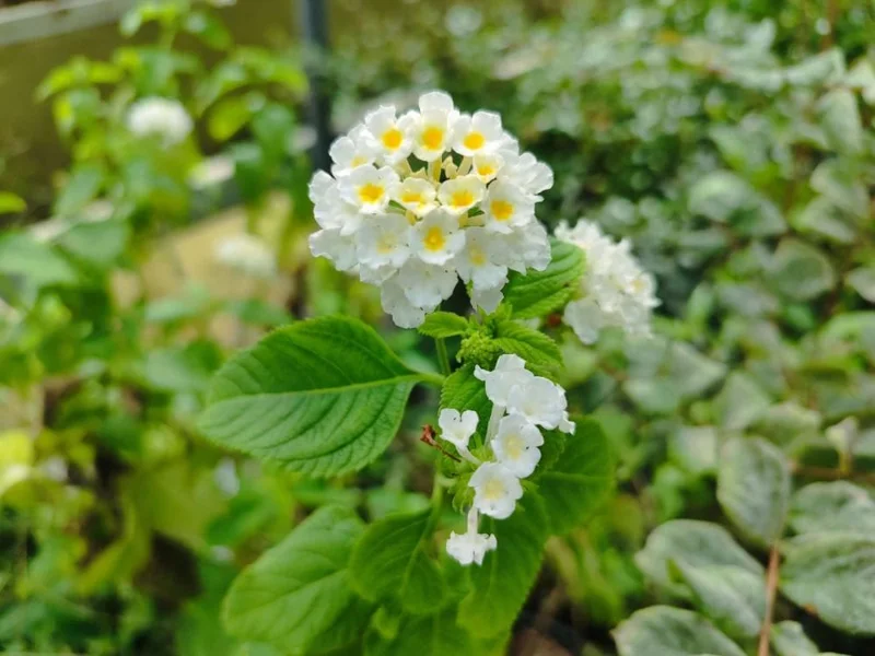 White Lantana Live Plant 2-Pack, 'Silver Mound' Trailing Blooms, 5-9 inches, Outdoor - Image 4