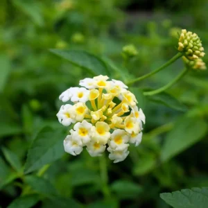 White Lantana Live Plant 2-Pack, 'Silver Mound' Trailing Blooms, 5-9 inches, Outdoor - Image 5