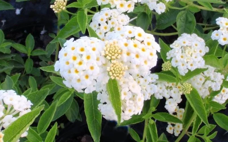 White Lantana Live Plant 2-Pack, 'Silver Mound' Trailing Blooms, 5-9 inches, Outdoor - Image 6