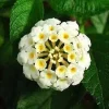 White Lantana Live Plant 2-Pack, 'Silver Mound' Trailing Blooms, 5-9 inches, Outdoor - Image 1