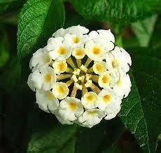 White Lantana Live Plant 2-Pack, 'Silver Mound' Trailing Blooms, 5-9 inches, Outdoor - Image 1