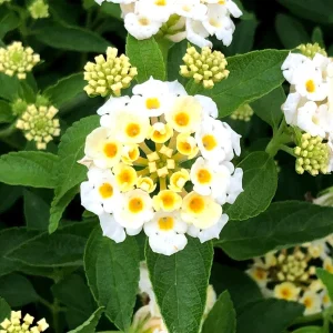 White Lantana Live Plant 'Silver Mound' - 2 Pack, 5-9 inch Trailing Blooms - Image 2