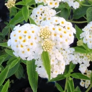 White Lantana Live Plant 'Silver Mound' - 2 Pack, 5-9 inch Trailing Blooms - Image 3