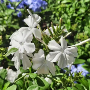 White Plumbago Live Plant | Cape Leadwort | 5-9