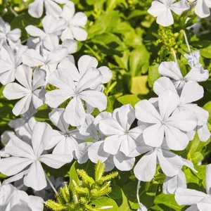 White Plumbago Live Plant | Cape Leadwort | 5-9