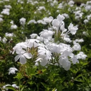 White Plumbago Live Plant | Cape Leadwort | 5-9