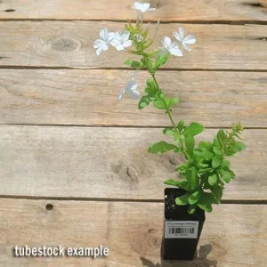 White Plumbago Live Plant | Cape Leadwort | 5-9