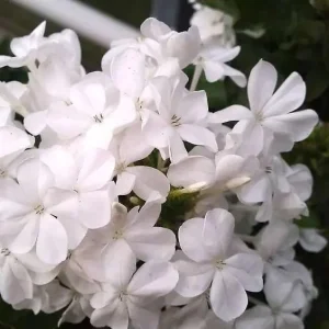 White Plumbago Live Plant | Cape Leadwort | 5-9