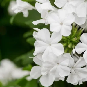 White Plumbago Live Plant | Cape Leadwort | 5-9