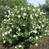 White Rose of Sharon Live Plant - Hibiscus Syriacus 'Totus Albus' Starter, 4-6 Inch - Image 1