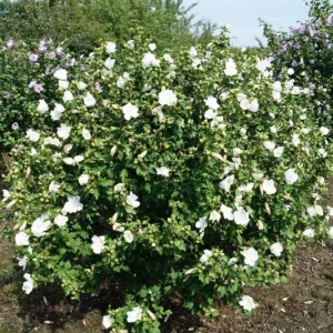 White Rose of Sharon Live Plant - Hibiscus Syriacus 'Totus Albus' Starter, 4-6 Inch - Image 1