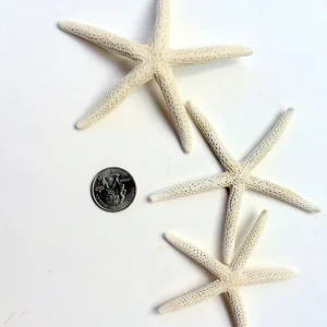 White Starfish Seashell Decor - 3-4 inch Single for Weddings - Image 2