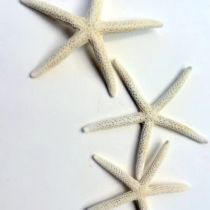 White Starfish Seashell Decor - 3-4 inch Single for Weddings - Image 3
