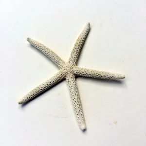 White Starfish Seashell Decor - 3-4 inch Single for Weddings - Image 4