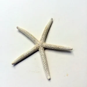White Starfish Seashell Decor - 3-4 inch Single for Weddings - Image 5
