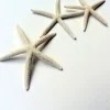 White Starfish Seashell Decor - 3-4 inch Single for Weddings - Image 1
