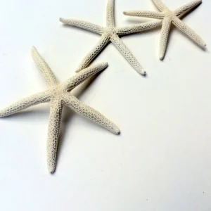 White Starfish Seashell Decor - 3-4 inch Single for Weddings - Image 1