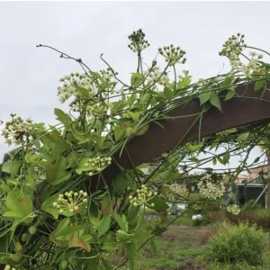 White Twine Vine Milkweed Live Plant - Funastrum Clausum - Pack of 2 - Monarch Host Plant - Image 2