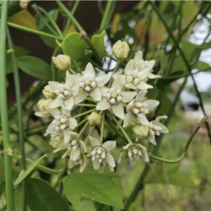 White Twine Vine Milkweed Live Plant - Funastrum Clausum - Pack of 2 - Monarch Host Plant - Image 3