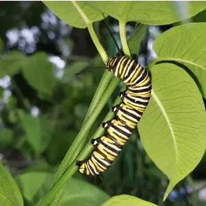 White Twine Vine Milkweed Live Plant - Funastrum Clausum - Pack of 2 - Monarch Host Plant - Image 4