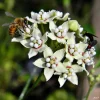 White Twine Vine Milkweed Live Plant - Funastrum Clausum - Pack of 2 - Monarch Host Plant - Image 1
