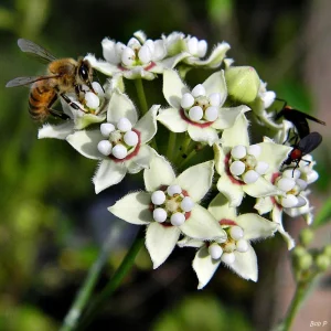 White Twine Vine Milkweed Live Plant - Funastrum Clausum - Pack of 2 - Monarch Host Plant - Image 1