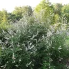 White Vitex Agnus Castus Starter Plant 10-14 Inch - Fragrant Chaste Tree - Image 1