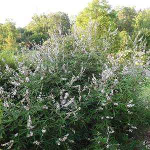 White Vitex Agnus Castus Starter Plant 10-14 Inch - Fragrant Chaste Tree - Image 1