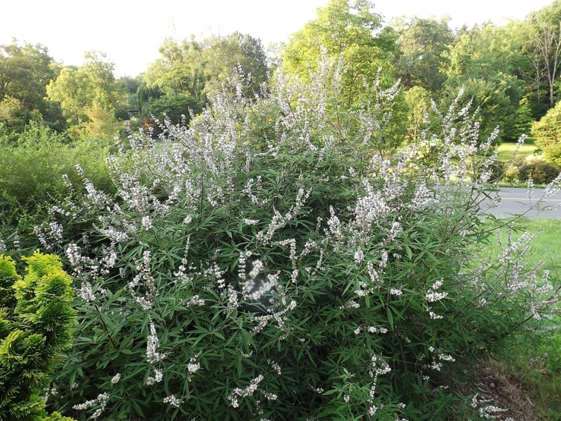 White Vitex Agnus Castus Starter Plant 10-14 Inch - Fragrant Chaste Tree - Image 1