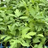 Whopper Tomato Live Plant, 3-Pack, 6-10 Inches Tall, Indeterminate Variety, Outdoor - Image 1