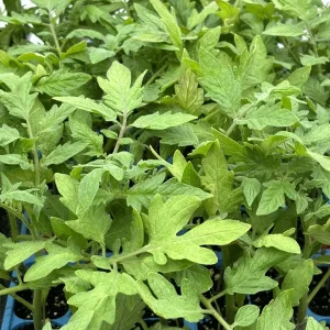 Whopper Tomato Live Plant, 3-Pack, 6-10 Inches Tall, Indeterminate Variety, Outdoor - Image 1