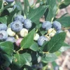 Windsor Southern Highbush Blueberry Live Plant - 4-6 inch Starter Bush - Image 1