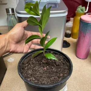 Wonderful Pomegranate Live Plant - Punica Granatum Fruit Tree - Starter Plant - Image 2