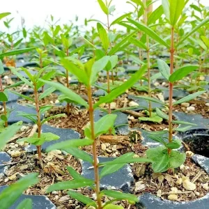 Wonderful Pomegranate Live Plant - Punica Granatum Fruit Tree - Starter Plant - Image 3
