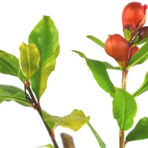 Wonderful Pomegranate Live Plant - Punica Granatum Fruit Tree - Starter Plant - Image 4