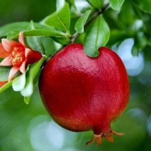 Wonderful Pomegranate Live Plant - Punica Granatum Fruit Tree - Starter Plant - Image 1