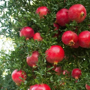 Wonderful Pomegranate Live Plant - Punica Granatum Fruit Tree - Starter Plant - Image 5