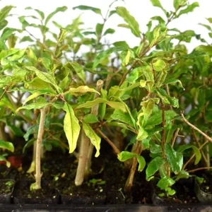 Wonderful Pomegranate Live Plant - Punica Granatum Fruit Tree - Starter Plant - Image 6