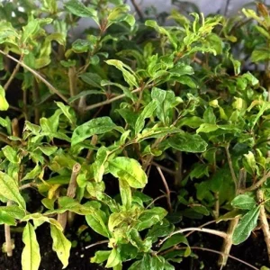 Wonderful Pomegranate Live Plant - Punica Granatum Fruit Tree - Starter Plant - Image 7
