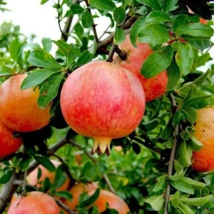 Wonderful Pomegranate Live Plant - Punica Granatum Fruit Tree - Starter Plant - Image 8